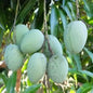 karpoora mavu mango fruit plant