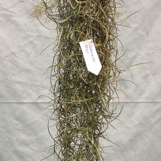 Spanish Moss