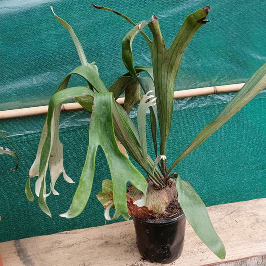 Staghorn Fern