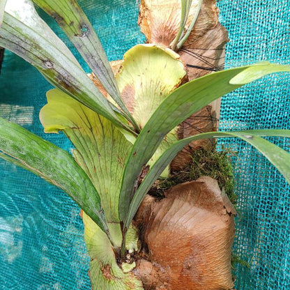Staghorn Fern (Mounted on Fern Block)