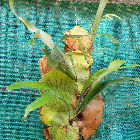 Staghorn Fern (Mounted on Fern Block)