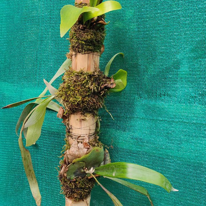 Staghorn Fern (Mounted on Wood)