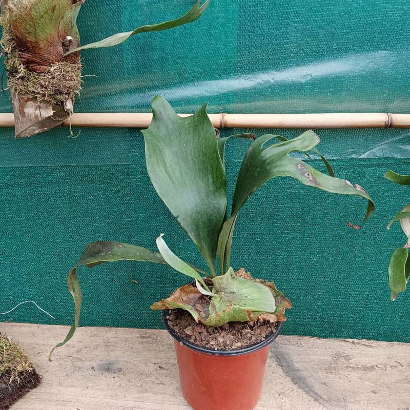 Staghorn Fern (Superbum Male)