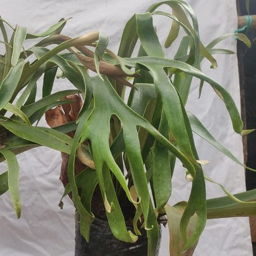 Staghorn Fern (Very Big Sized)