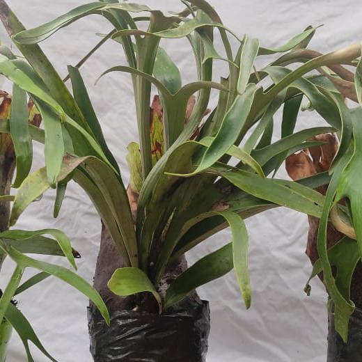 Staghorn Fern (Very Big Sized)