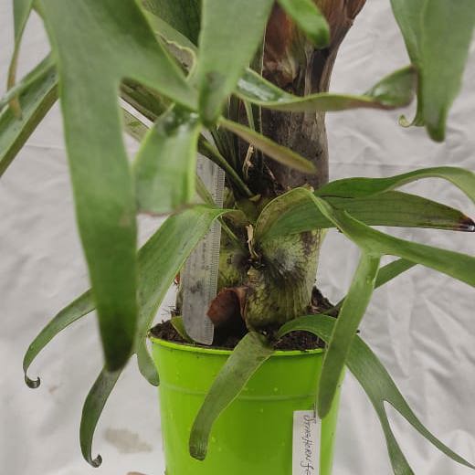 Staghorn Fern (Very Big Sized)