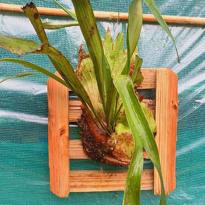 Staghorn on Pine Wooden Block