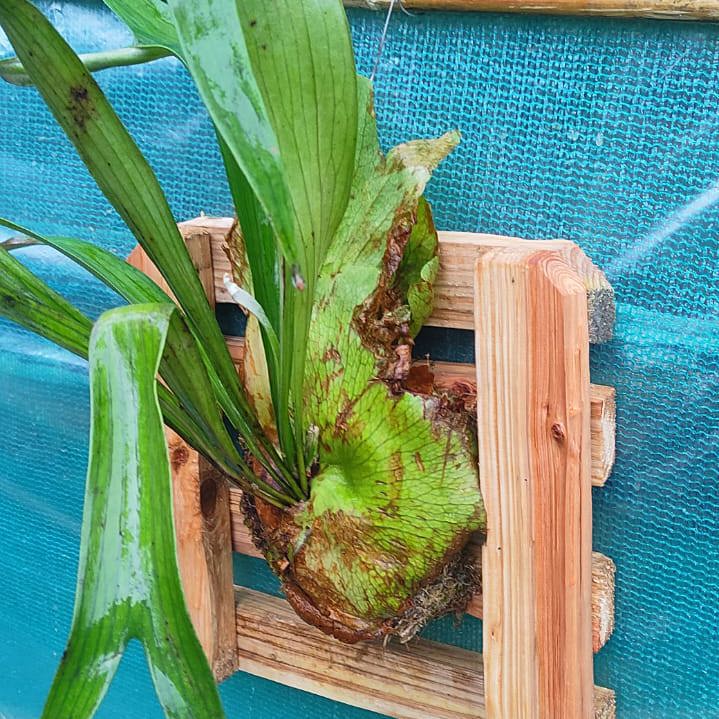 Staghorn on Pine Wooden Block