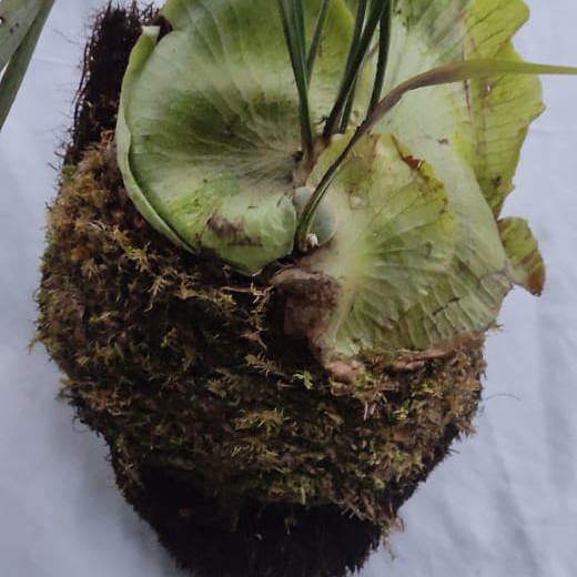 Staghorn (Platycerium)