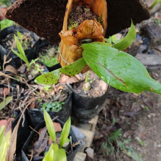 Staghorn (Platycerium) on Hang