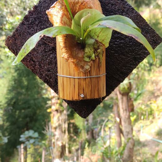 Staghorn (Platycerium) on Hang