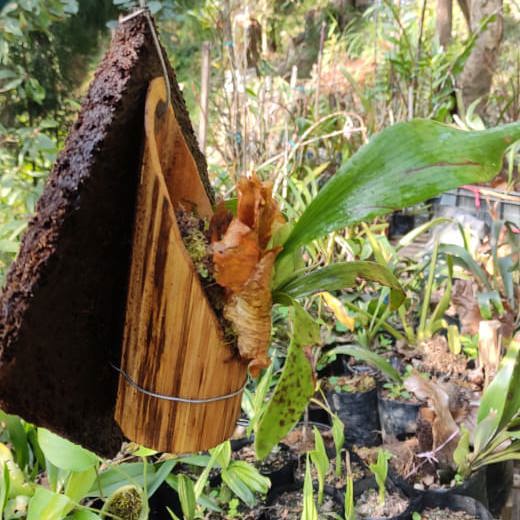 Staghorn (Platycerium) on Hang
