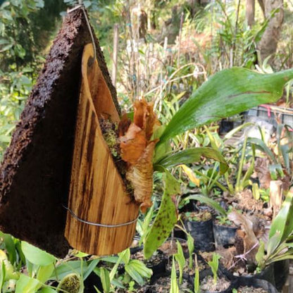 Staghorn (Platycerium) on Hang