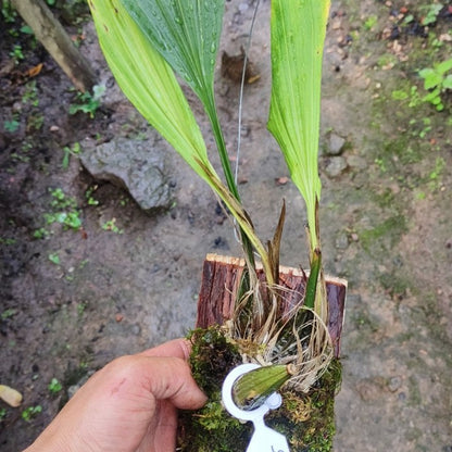 Stanhopea tigrina