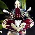 Stanhopea tigrina
