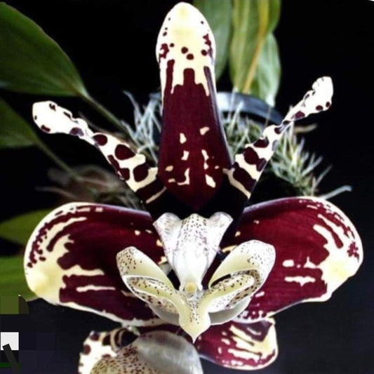 Stanhopea tigrina