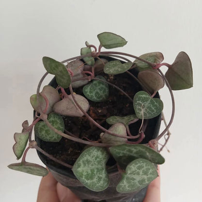 String of hearts