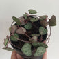 String of hearts