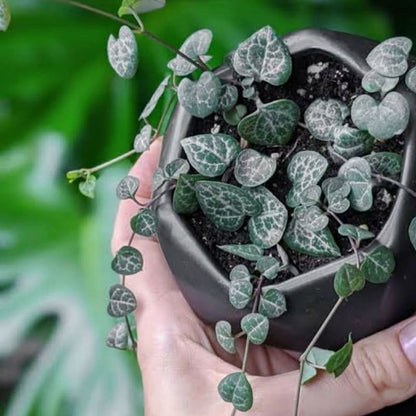 String of hearts