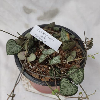 String of hearts