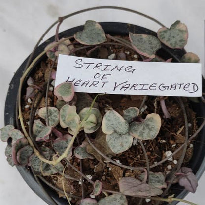 String of Hearts Variegated