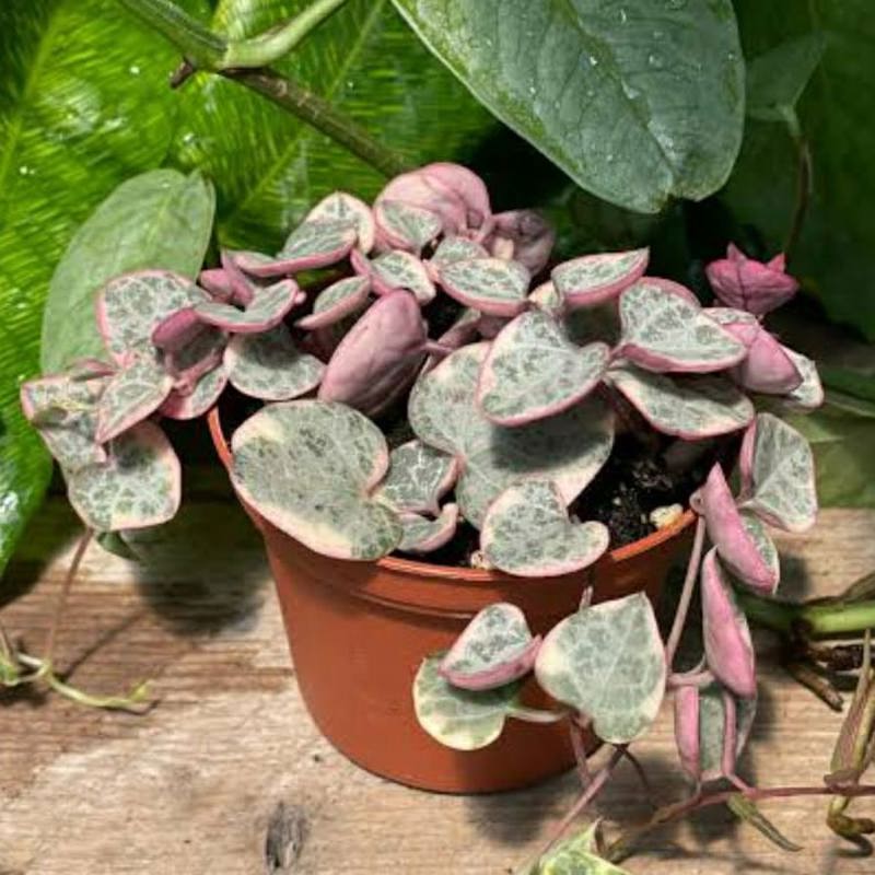 String Of Hearts Variegated ASHIYANA STORE String Of Hearts Variegated ASHIYANA STORE