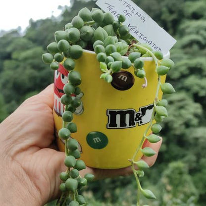String of Tears Variegated