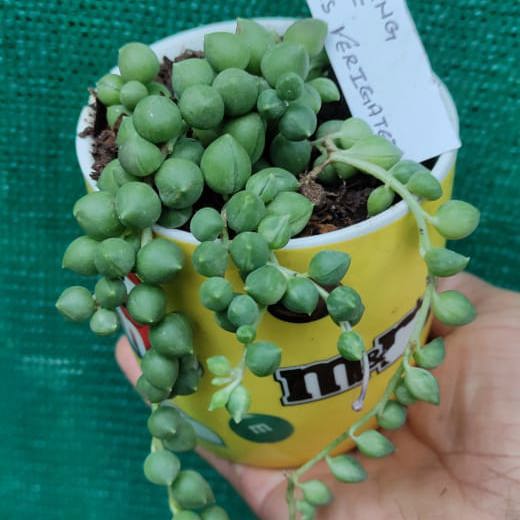String of Tears Variegated
