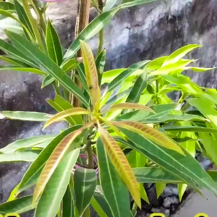 Suvarnarekha Grafted Mango – plant