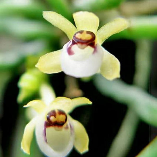Taeniophyllum
