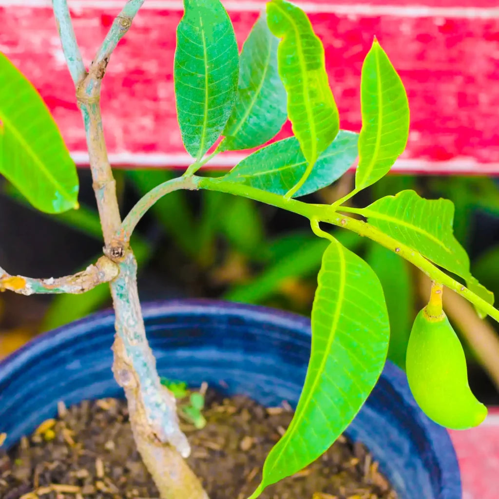 Himsagar Mango Fruit Plant “Grafted”