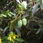 Thai Mango, 12 month fruiting plant