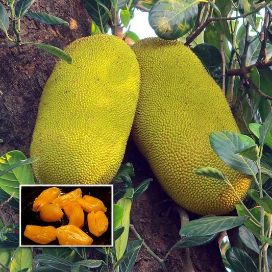 Jackfruit (Thenvarikka, Budded) Fruit Plant | Honey Jack