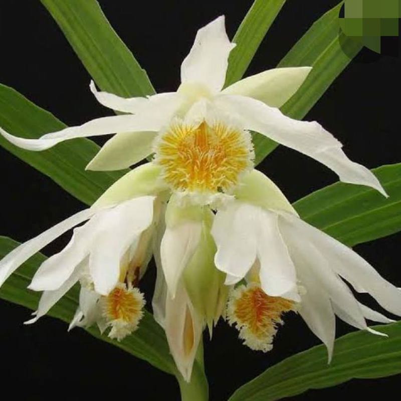 Thunia alba (White Thunia Orchid)