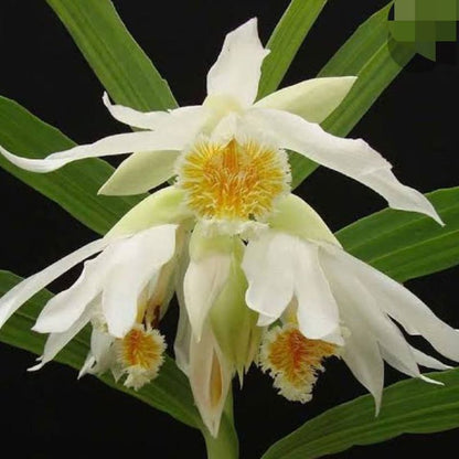 Thunia alba (White Thunia Orchid)