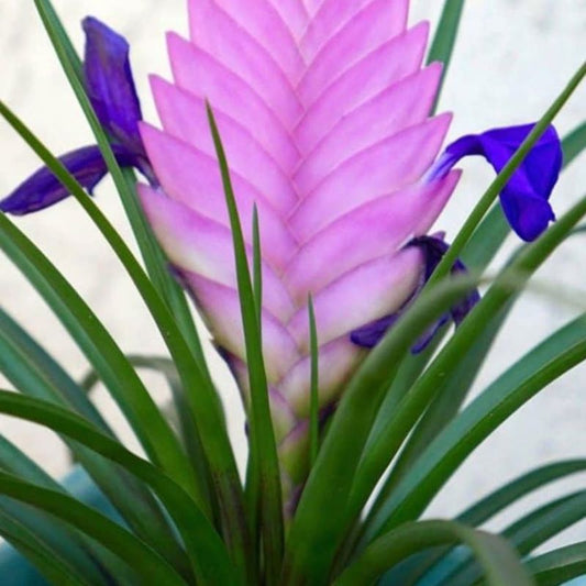 Tillandsia Cyanea (Pink - Blue)