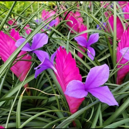 Tillandsia Cyanea (Pink - Purple)