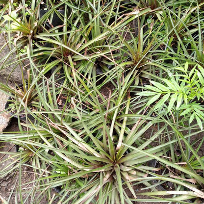 Tillandsia Cyanea (Pink - Purple)