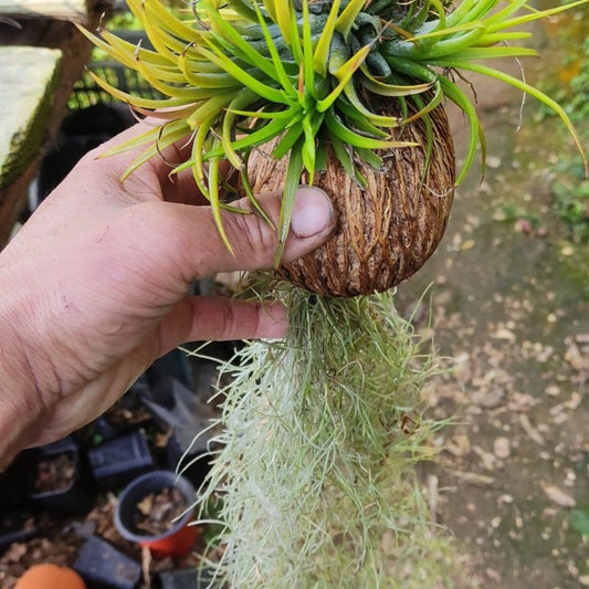 Tillandsia & Spanish Moss Decoration