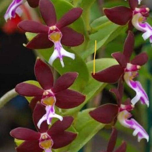 Trichoglottis Brachiata