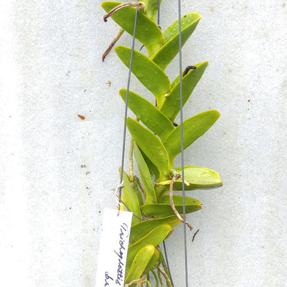 Trichoglottis Brachiata