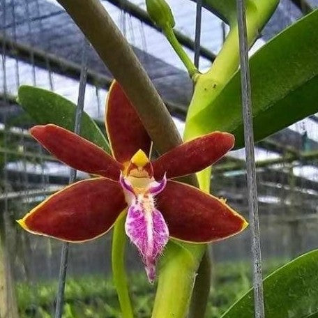 Trichoglottis Philippinensis