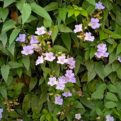 Thunbergia Grandiflora Vine