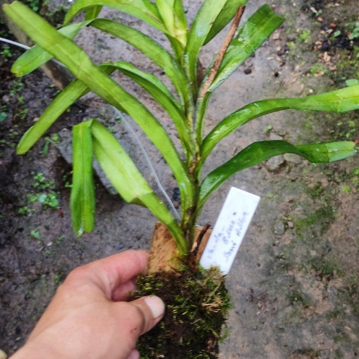 Vanda Coerulea