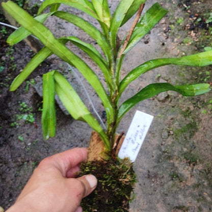Vanda Coerulea