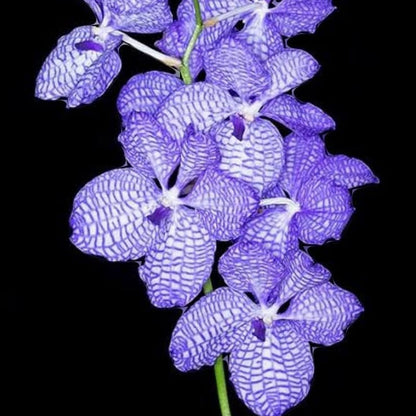 Vanda Coerulea
