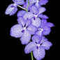 Vanda Coerulea