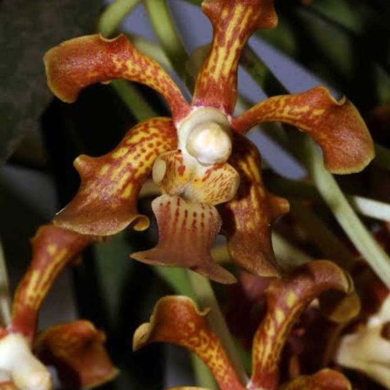 Vanda Concolor
