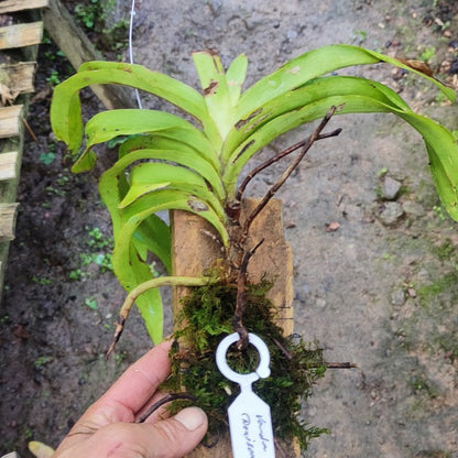 Vanda Denisoniana Alba
