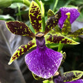Zygopetalum